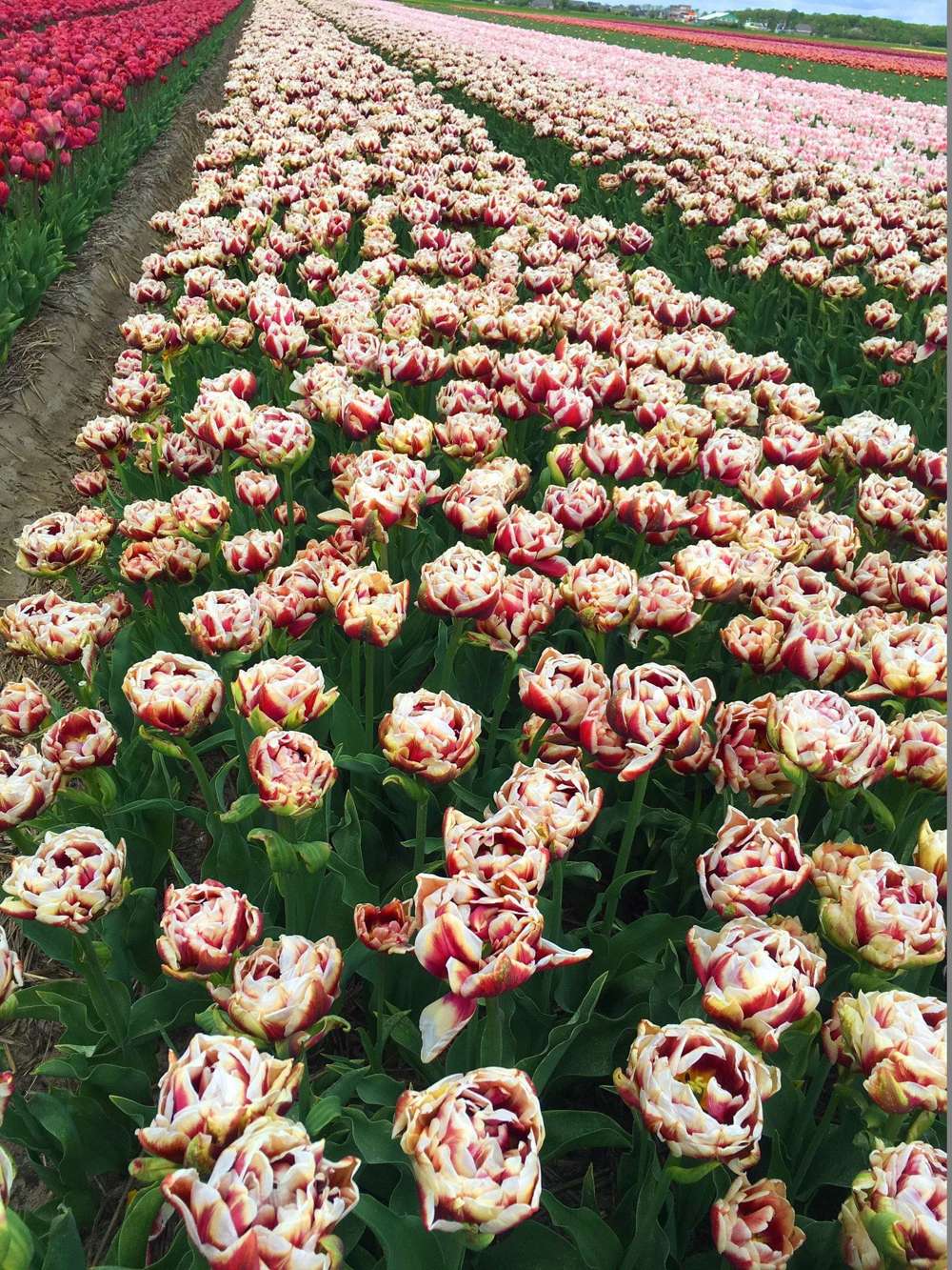 Tulpan 'Wyndham'